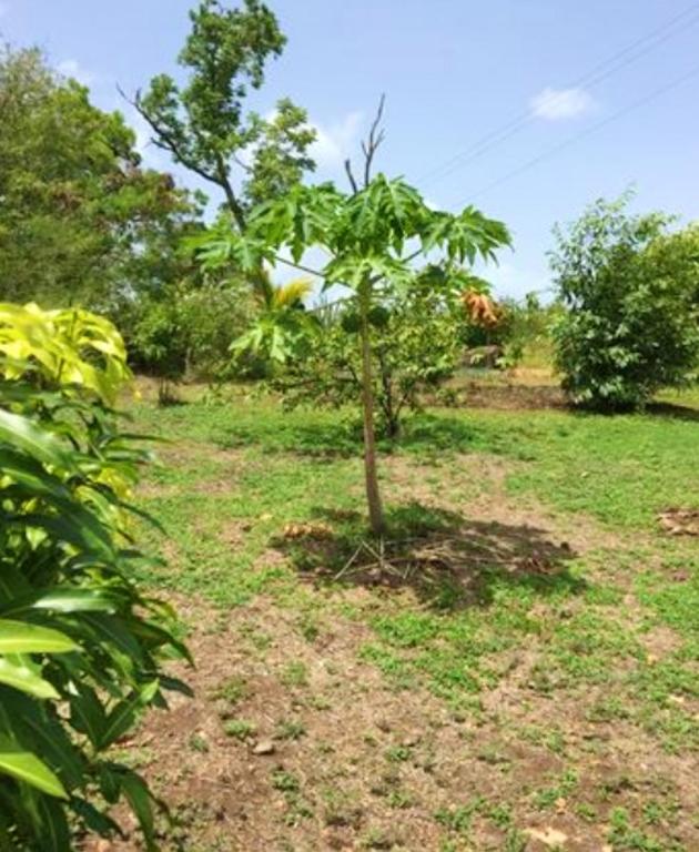 a small tree in the middle of a field at Maison de 2 chambres avec vue sur la mer jardin amenage et wifi a Vieux Habitants a 2 km de la plage in Vieux-Habitants