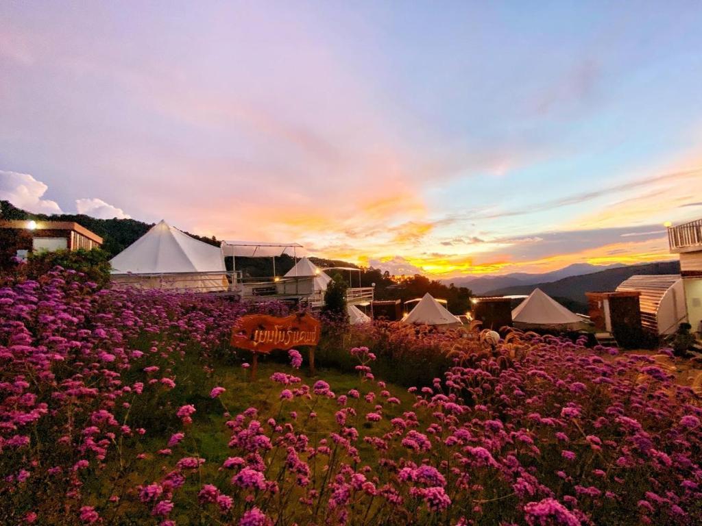a field of flowers with tents and a sunset at Mon Jam Memory Camp in Mon Jam