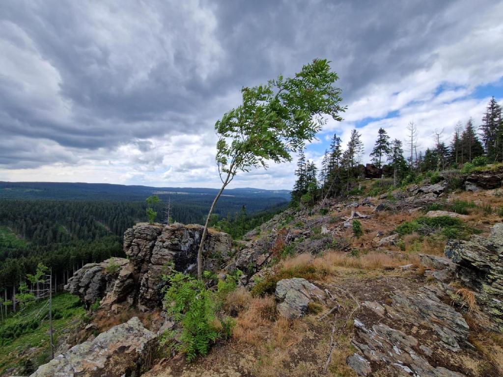 a tree on the side of a rocky mountain at Pension MAX in Pernink