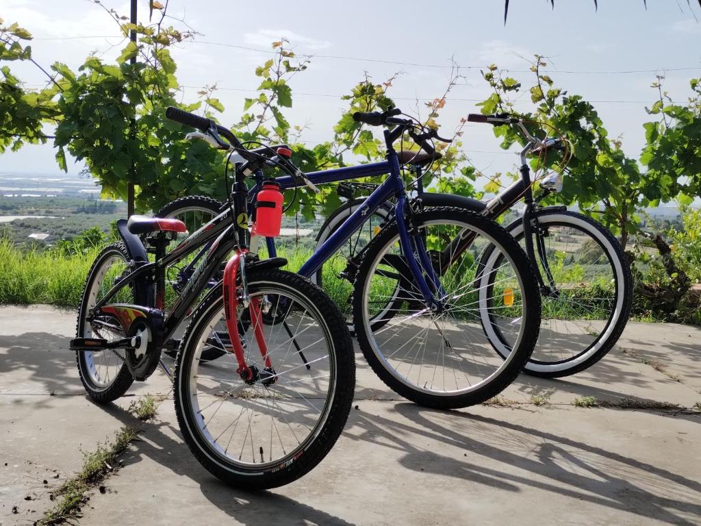 Jízda na kole v ubytování Ronnavona Casa Vacanze B&B nebo okolí