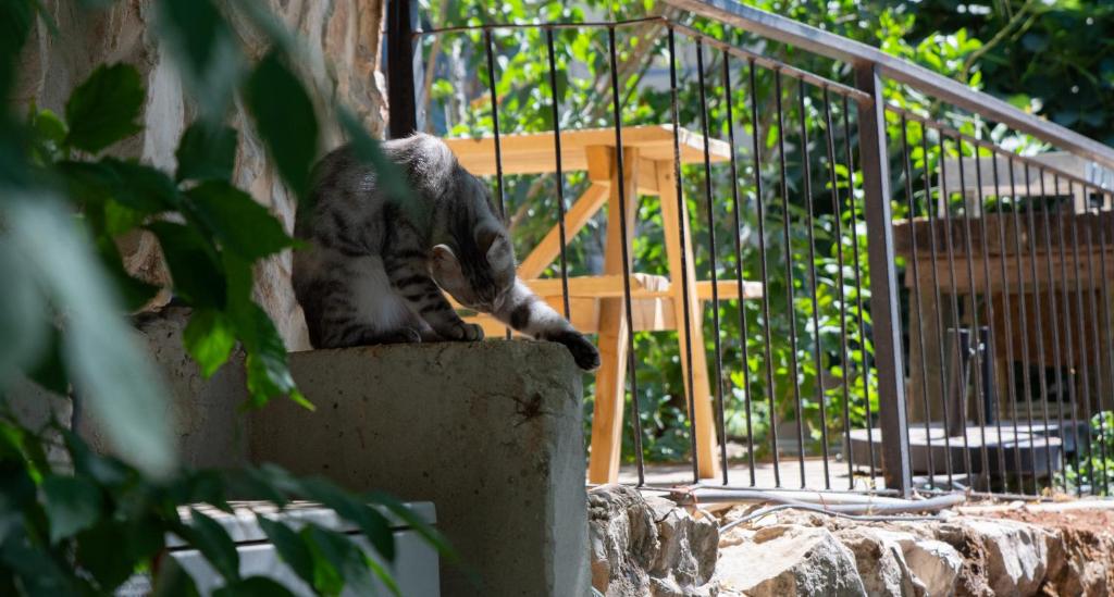 Fotografie z fotogalerie ubytování Harmony Inn v destinaci Safed