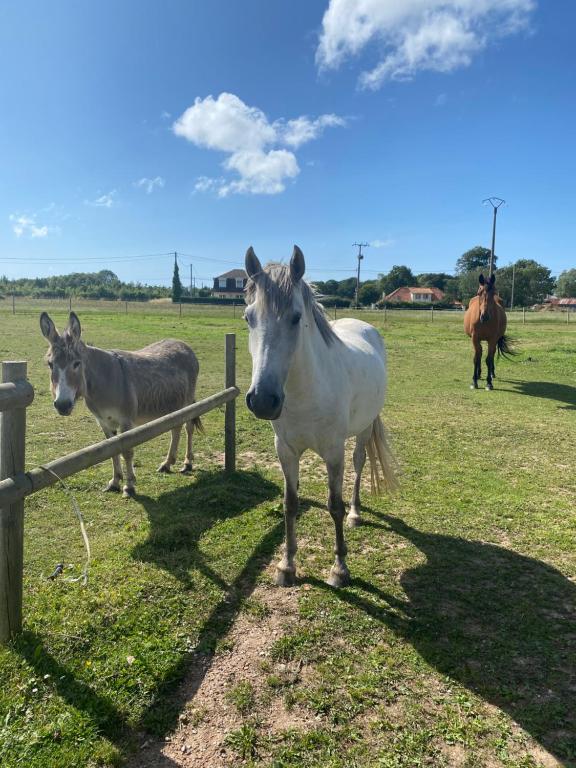 two horses and a donkey standing next to a fence at gite l'etoile de mer in Eu