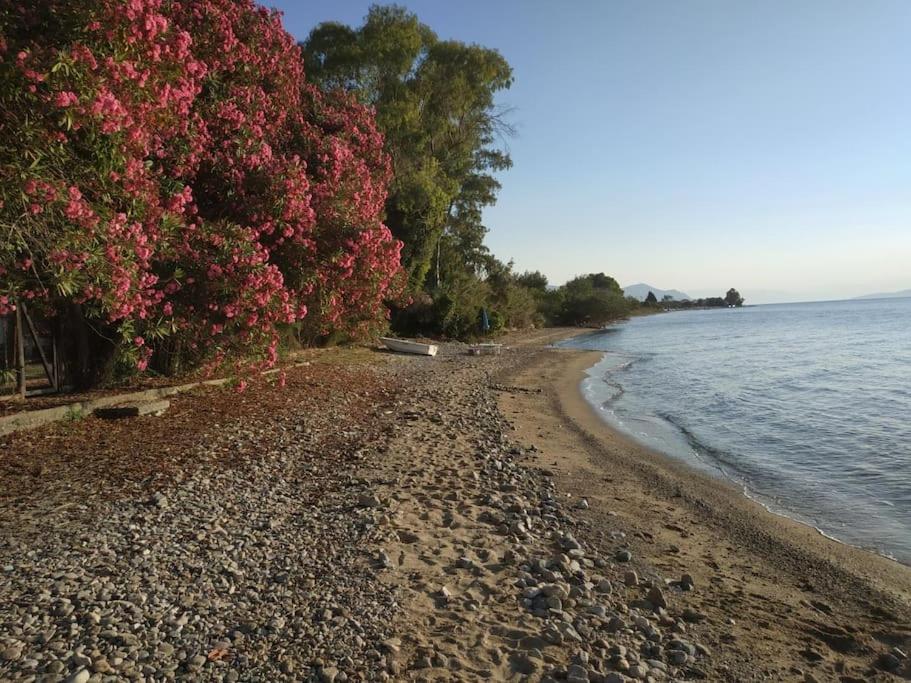- une plage avec des fleurs roses et des arbres au bord de l'eau dans l'établissement Εξοχική Κατοικία - Αγιόκαμπος, à Loutra Edipsou
