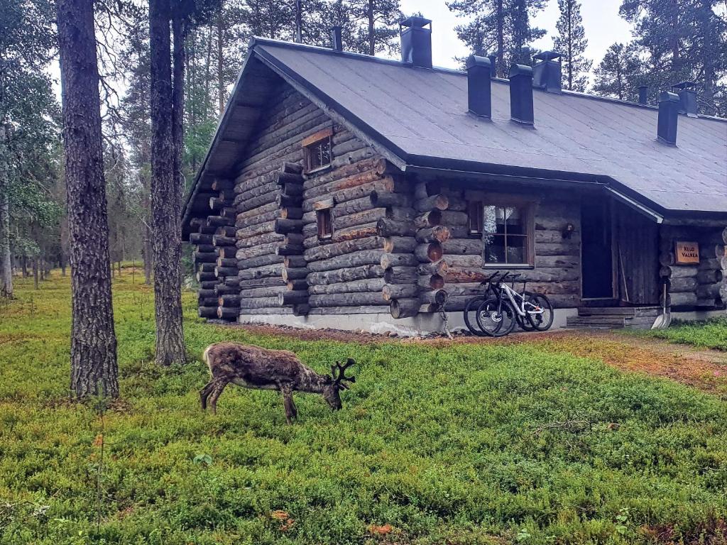 un ciervo parado en el césped frente a una cabaña de madera en KeloValkea Äkäslompolo en Äkäslompolo