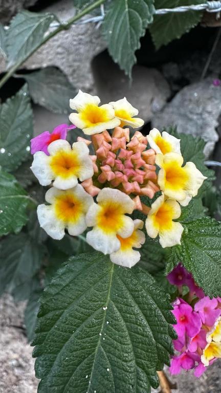 Fotografie z fotogalerie ubytování Villa Blanca Constanza v destinaci Constanza