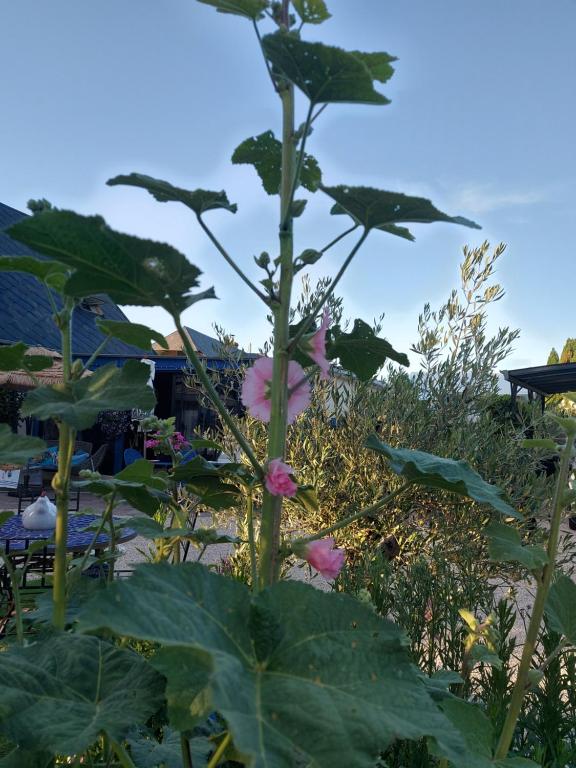 Vonkajšia záhrada v ubytovaní Le paradis bleu