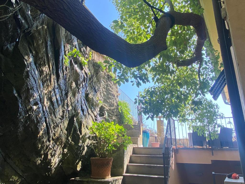 an elephant trunk hanging from a wall with stairs at Pensione Sorriso in Vernazza