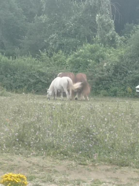 Zvířata v venkovského domu nebo okolí