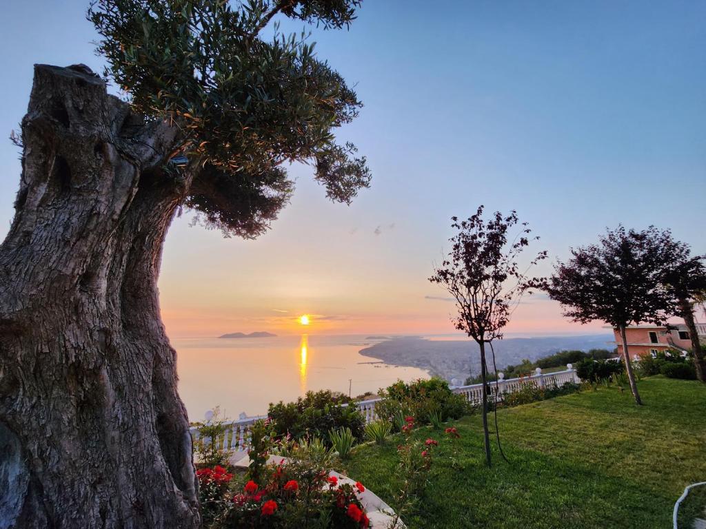 Ein Baum auf einem Feld mit Sonnenuntergang im Hintergrund in der Unterkunft Festim Villa Hotel in Vlorë