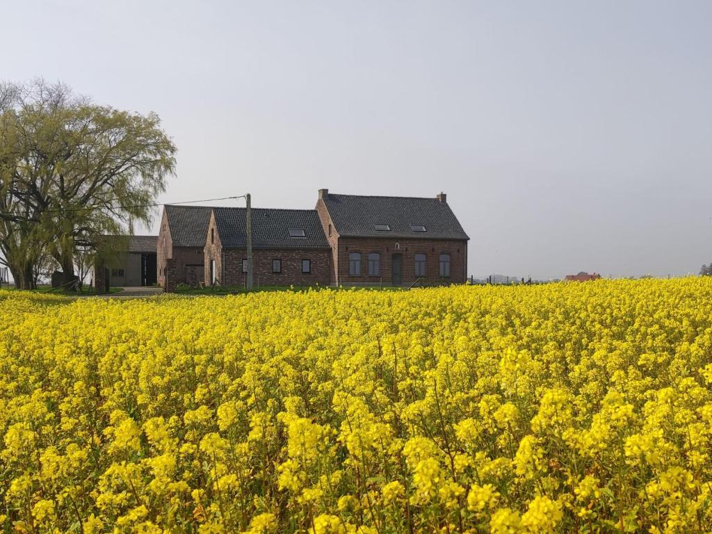 a field of yellow flowers in front of a building at Spacious Holiday Home with Pond in Poperinge in Roesbrugge-Haringe