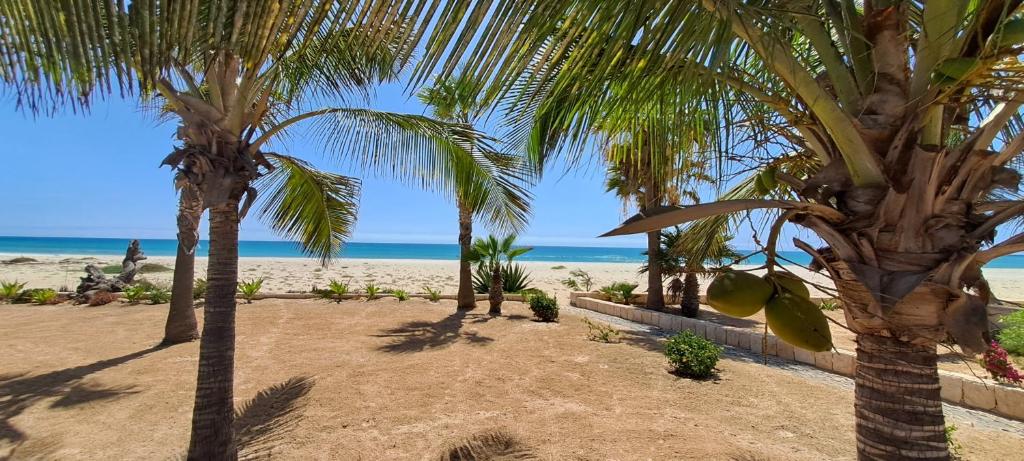 un groupe de palmiers sur la plage dans l'établissement Beach House sol y mar #17, à Rabil