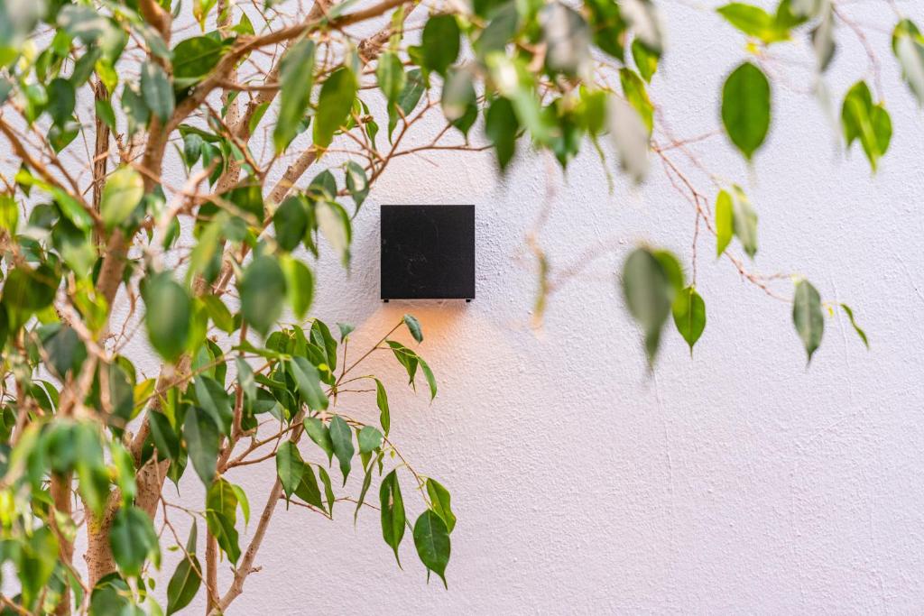 a black box on a white wall behind a tree at Calas De Meca in Los Caños de Meca