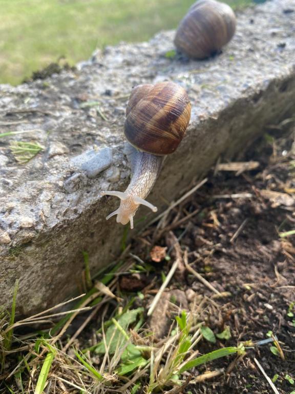 BertoldiにあるCasa Luciana nel cuore dell'Alpe(022102-AT-849663)のギャラリーの写真