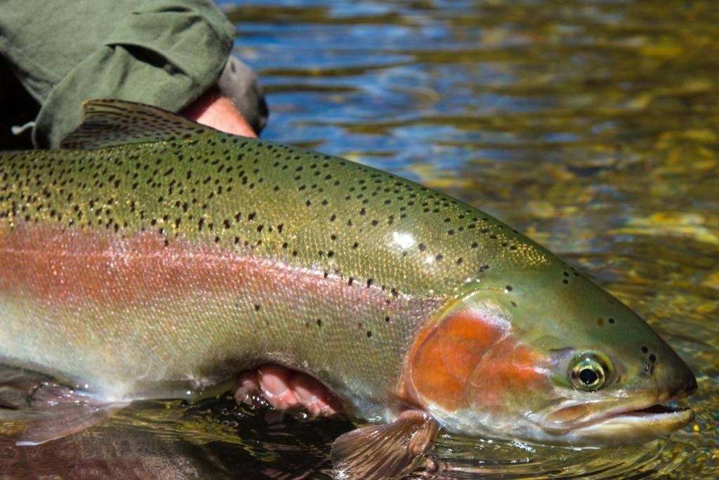 Tongariro Lodge - Resim 36