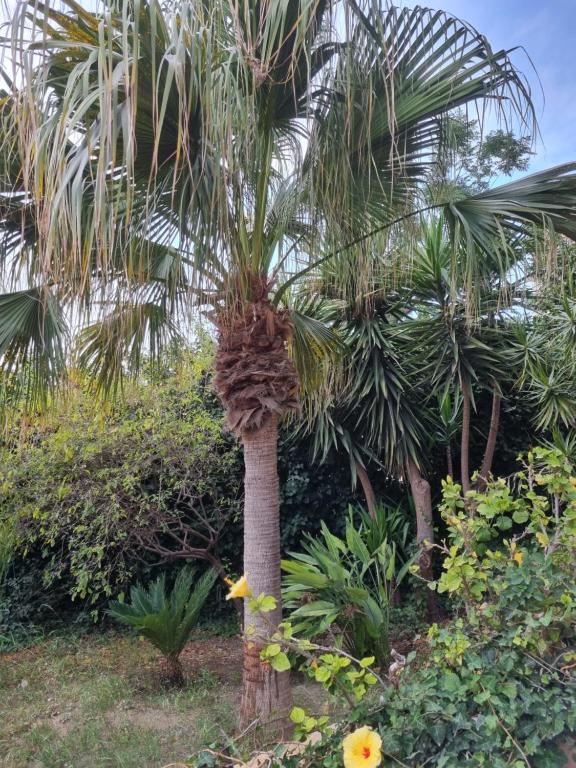 Zahrada ubytování Villa Sul Molo tra Siracusa e Catania