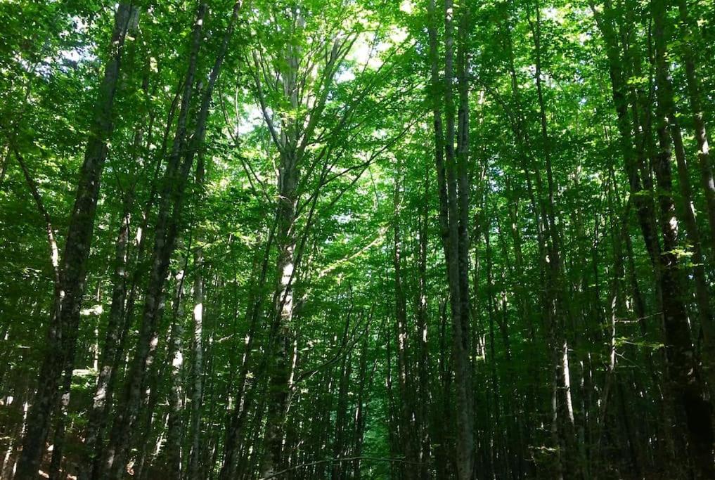 Fotografie z fotogalerie ubytování BabbaroHouse - casa vacanza v destinaci Castelcivita