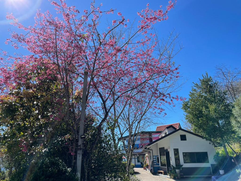 a tree with pink flowers in front of a house at Julie&#39;s Garden, Cingjing - Fon Chin Homestay in Ren&#39;ai