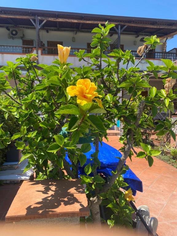 Zahrada ubytování Hibiscus Apartment-casa per le vacanze vicino tropea