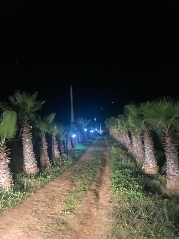 a dirt road in front of palm trees at night at Dommaine hadda in Khemisset