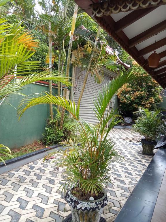 a courtyard with palm trees and a stone floor at Thisumi Guest in Weligama