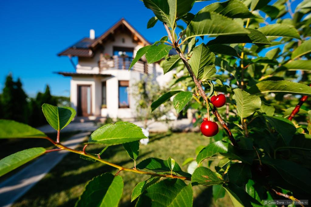 Zahrada ubytování Casa Dora