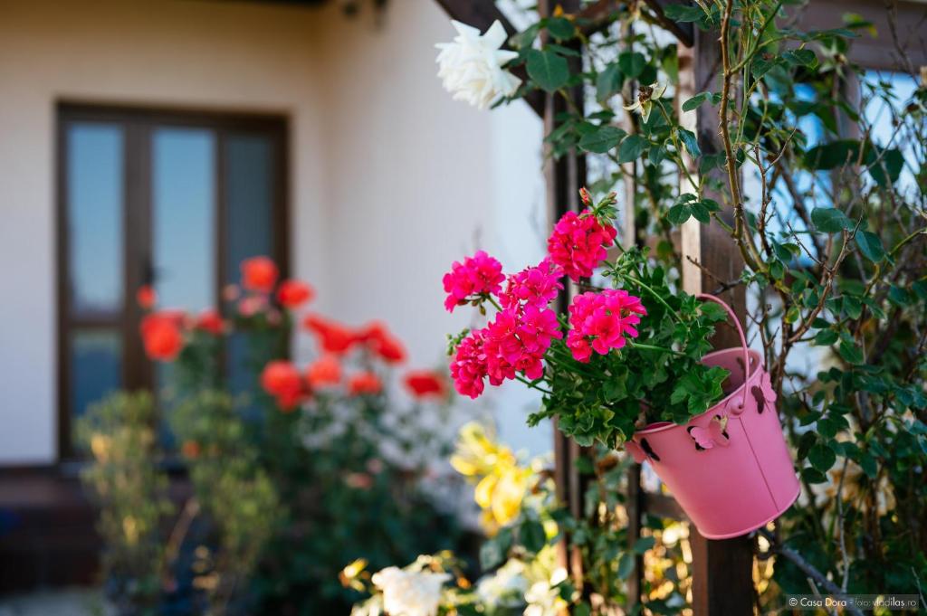 Zahrada ubytování Casa Dora