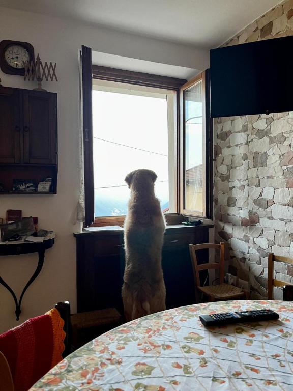 a dog standing in front of a window looking out at Casa della Nina in Pigra