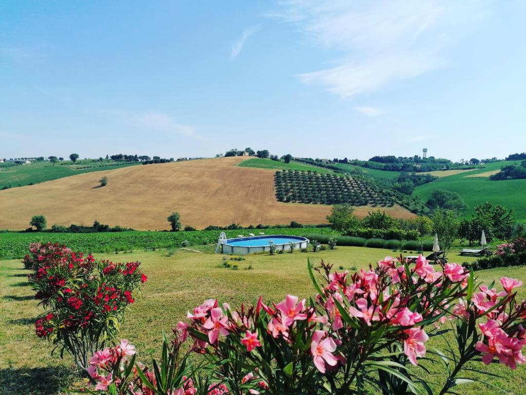 pole z różowymi kwiatami i basen w tle w obiekcie Il Giardino nella Valle w mieście Belvedere Ostrense