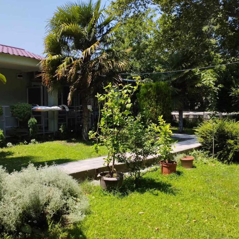a yard with a palm tree and a house at Vila Katerina Dojran in Sretenovo