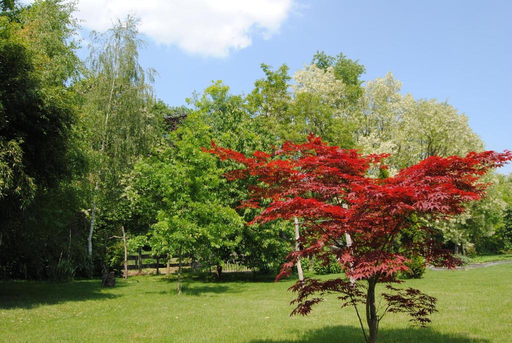 A garden outside Villa Hedi
