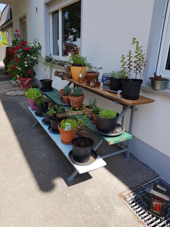 Ein Haufen Topfpflanzen auf einem Tisch in der Unterkunft Ferienwohnung Namaste in Langenargen