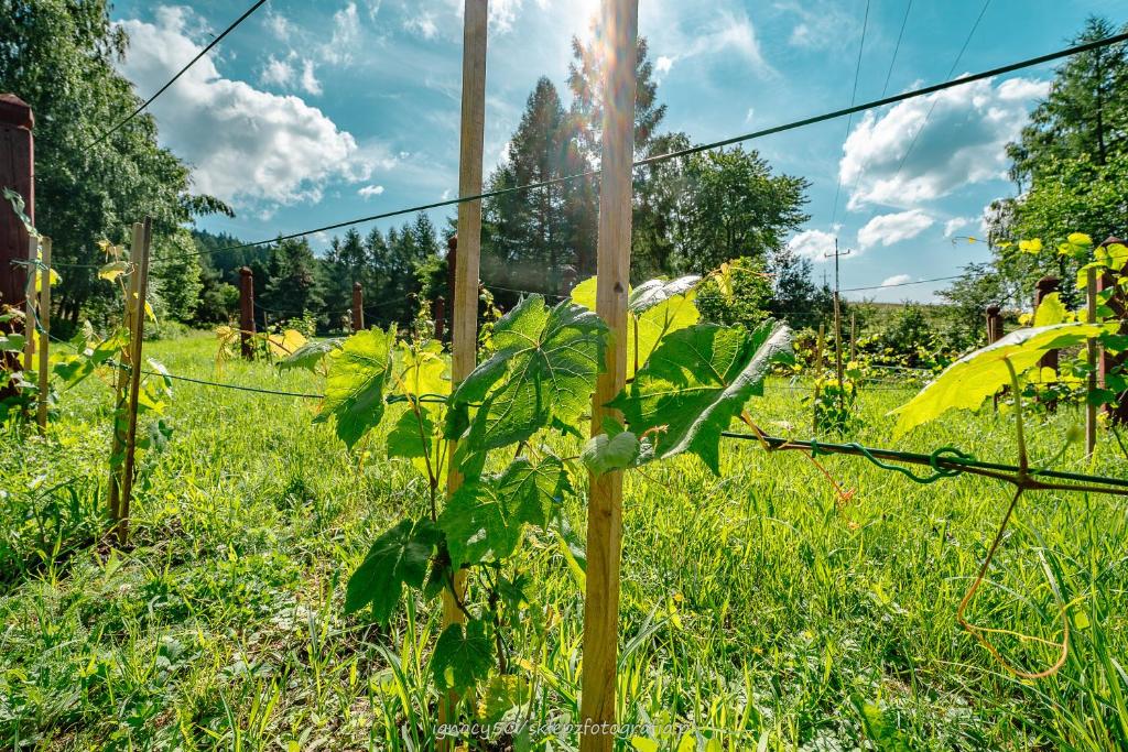 Vonkajšia záhrada v ubytovaní Ranczo w Rabe