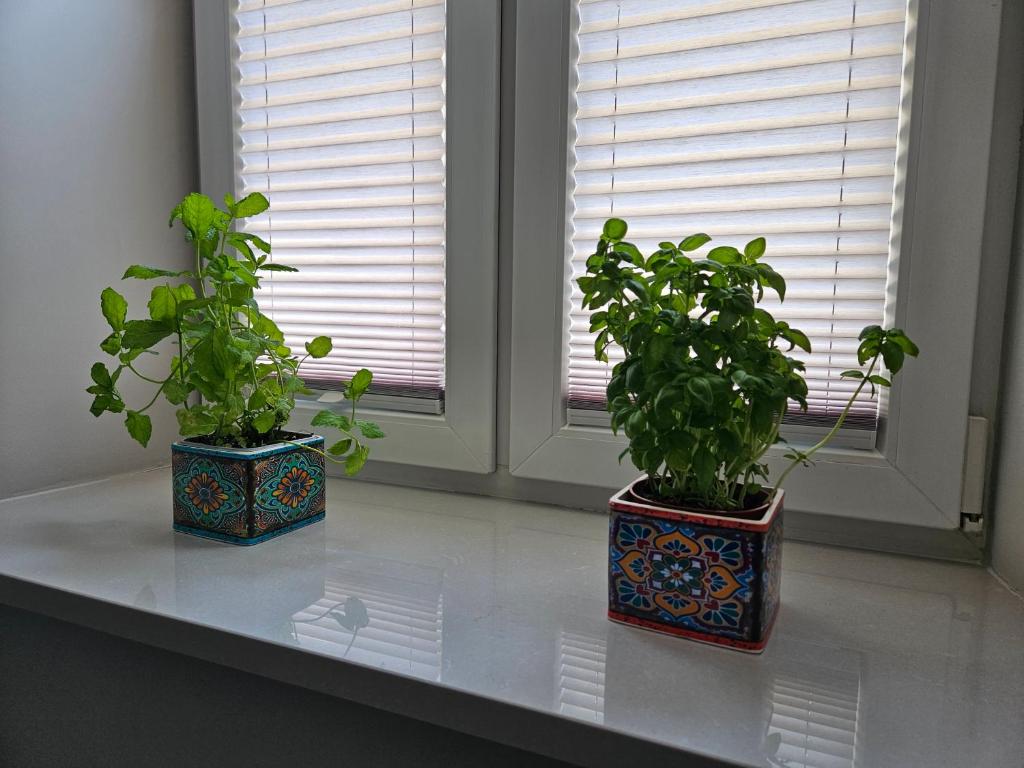 Apartament Sejmowa - 15