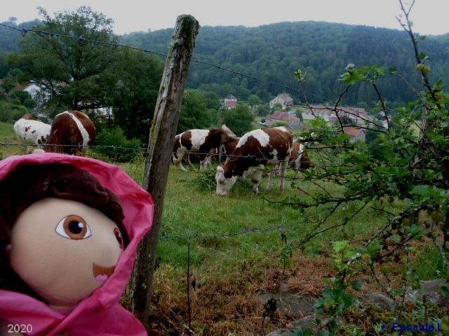 a doll is looking at cows grazing in a field at Gîte rural Les Maires d&#39;Avaux in Saint-Bresson