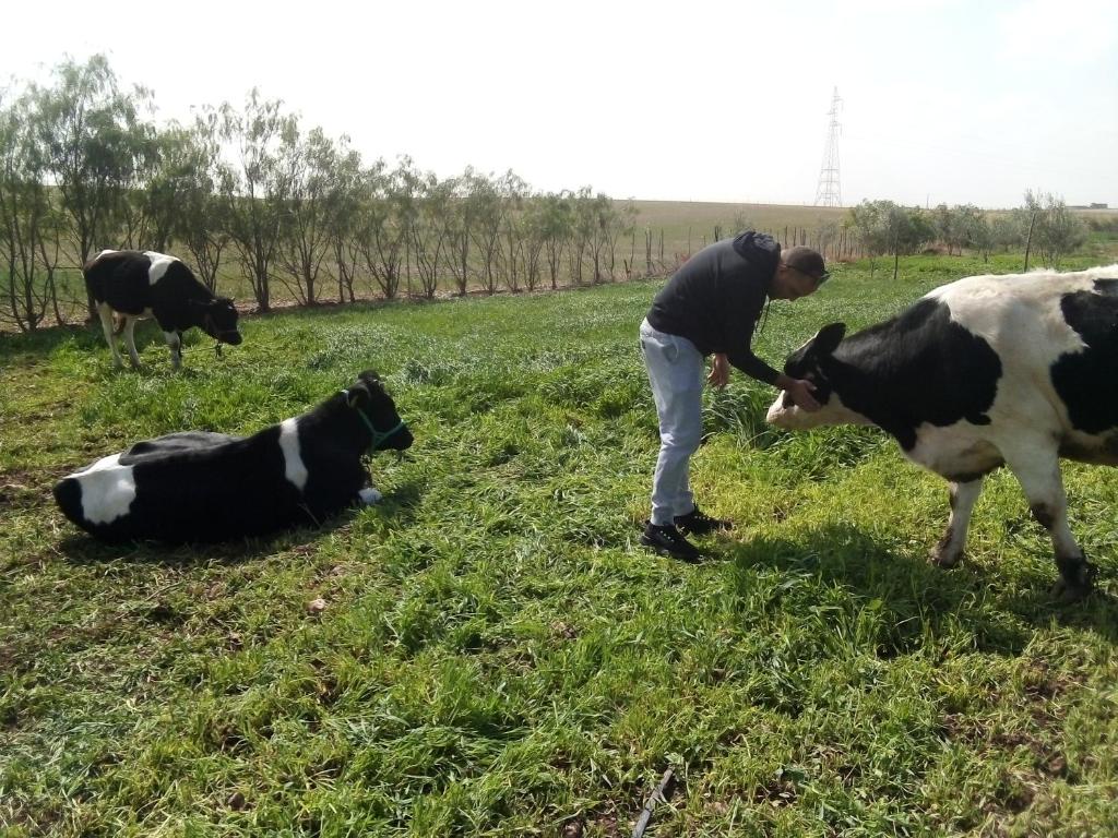 a man petting a cow in a field with two cows at Nuit dans la ferme in Marrakech