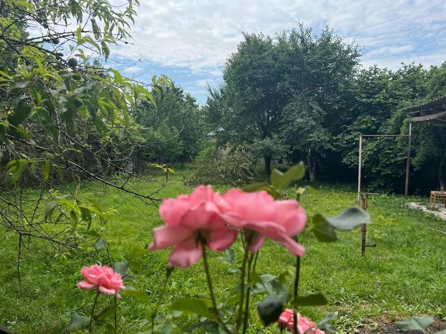un grupo de flores rosas en un patio en Ismayilli Bag Evi, Vacation Home, en İsmayıllı