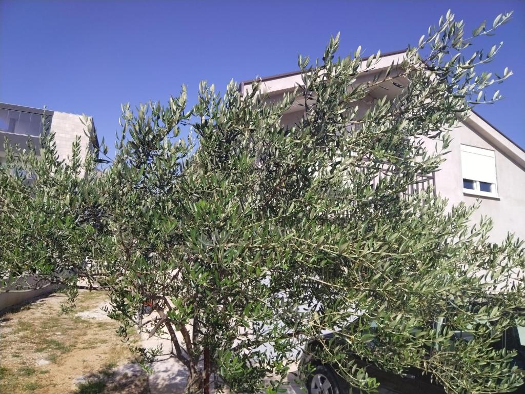 un albero di fronte a un edificio di Apartman 'Maslina' a Trebinje