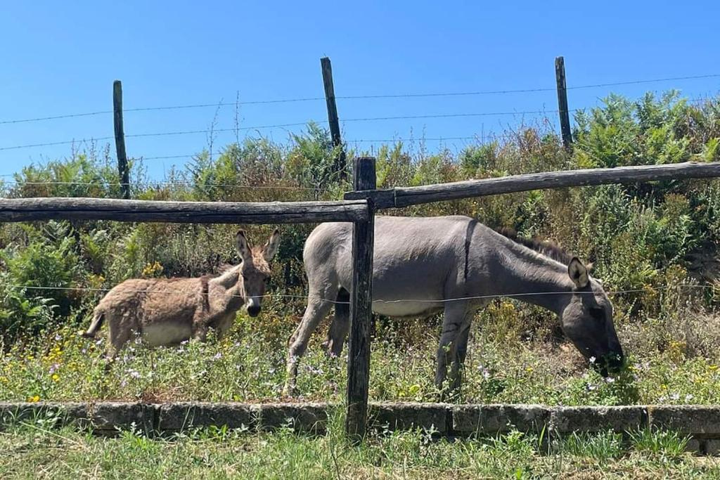 Zvířata v venkovského domu nebo okolí