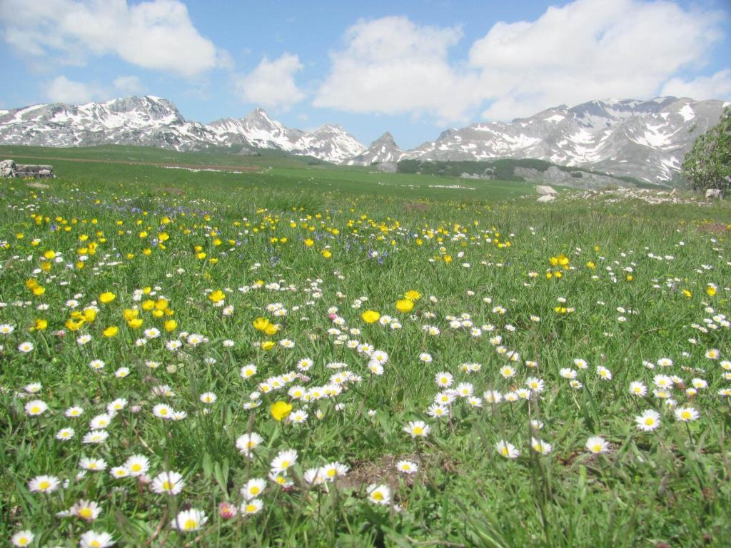 Un paisaje natural cerca de la casa de huéspedes