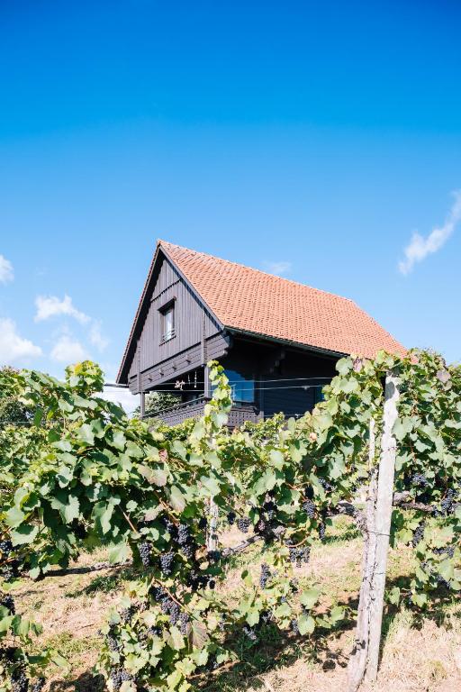 a house in the middle of a field of grapes at SCHILCHERLANDLEBEN - Weingartenhaus in Sankt Stefan ob Stainz