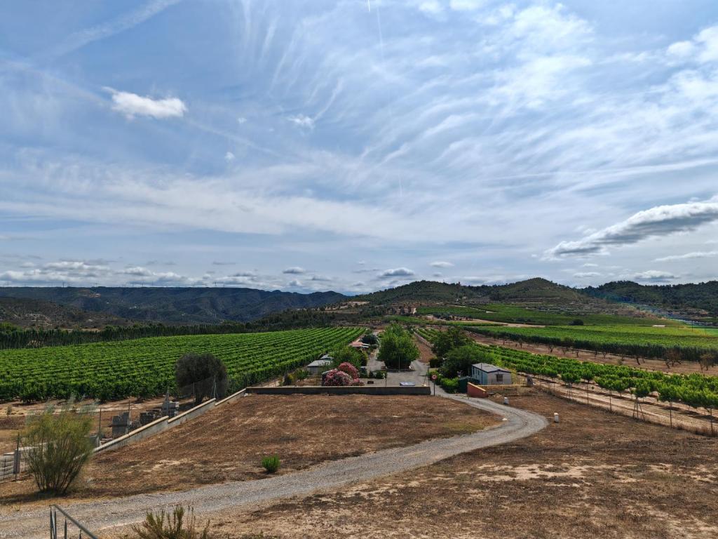 een uitzicht op een wijngaard en een weg in een veld bij Montana-Camping-Fayon in Fayón