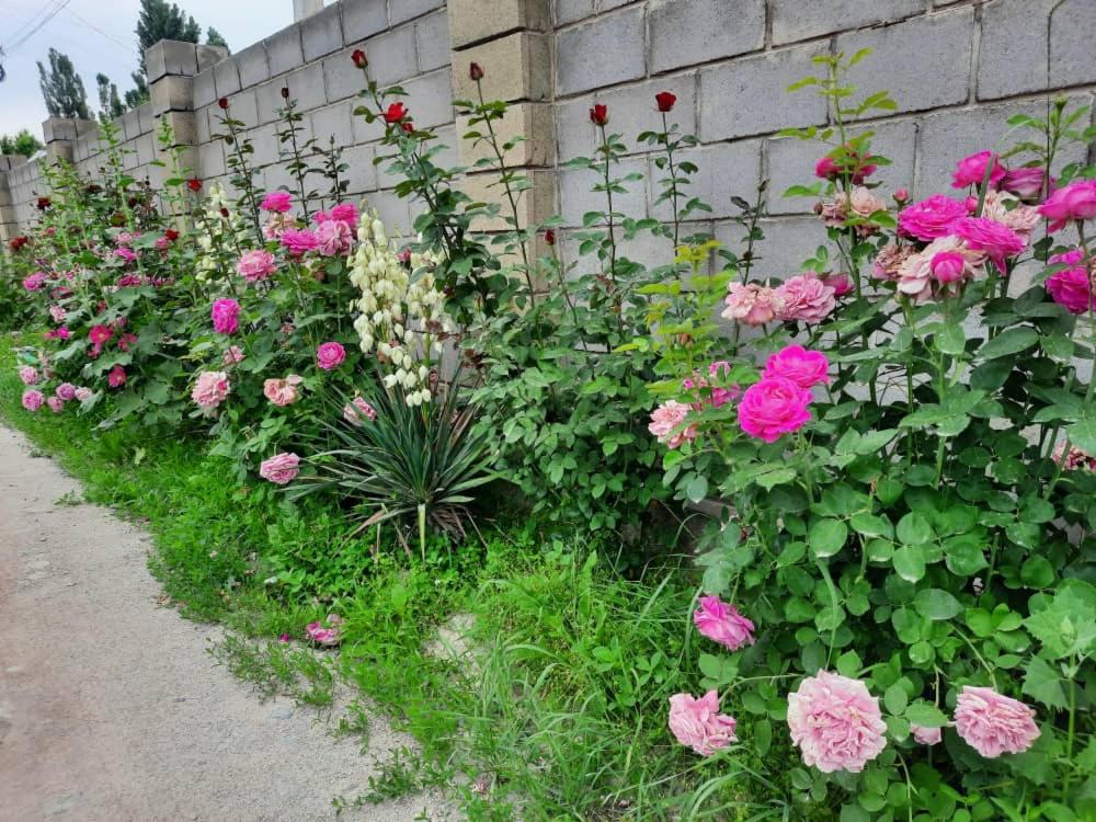 Zahrada ubytování Homestay JAISEL