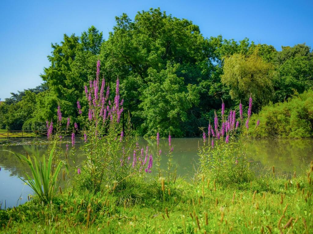 a bunch of purple flowers next to a body of water at Casa Paradiso: Un'oasi di relax in Cinisello Balsamo