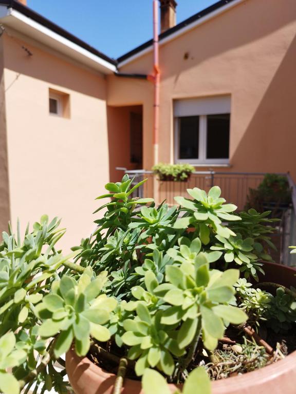 a pot with green plants in front of a house at Da Silvana in Rovereto