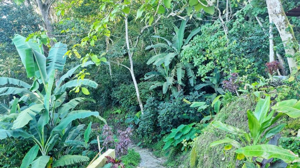 Zahrada ubytování Minca Sintropia - Sustainable Lodge & Organic Coffee Finca