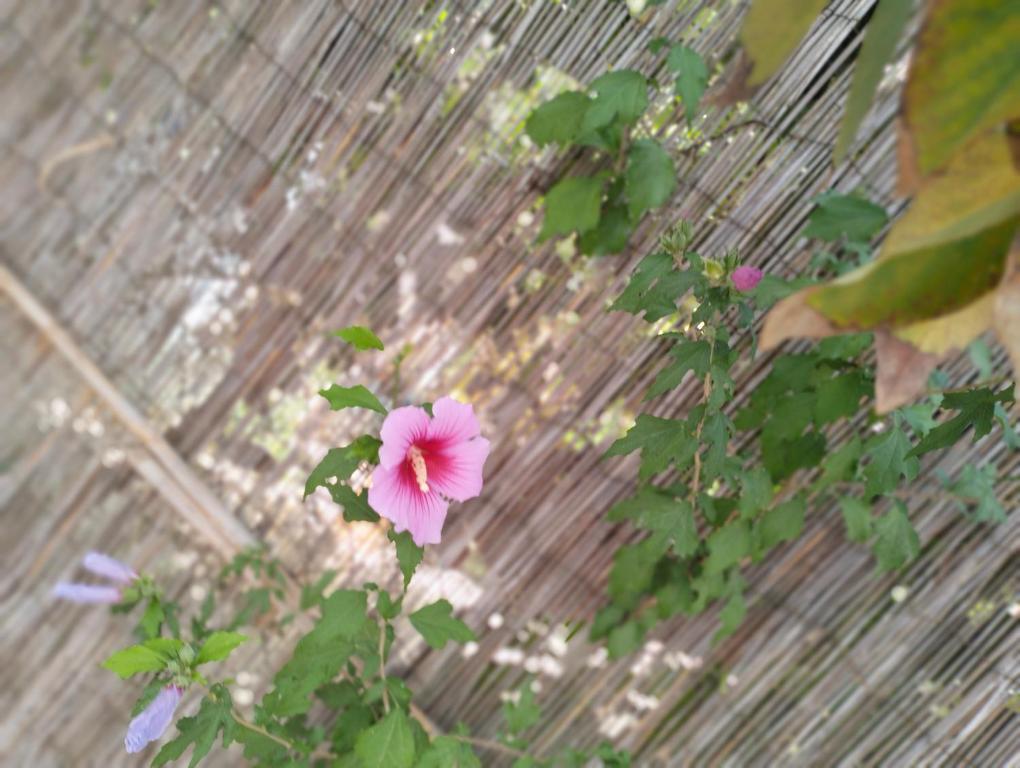 a pink flower sitting on top of a plant at Sol y playa in Conil de la Frontera