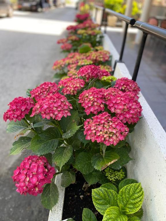 Zahrada ubytování Hotel Rosy