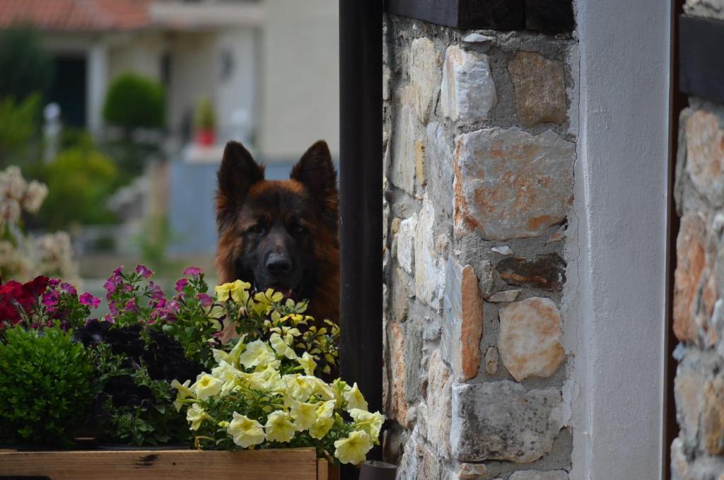 a dog looking out of a window next to flowers at Paroraia in Angistron