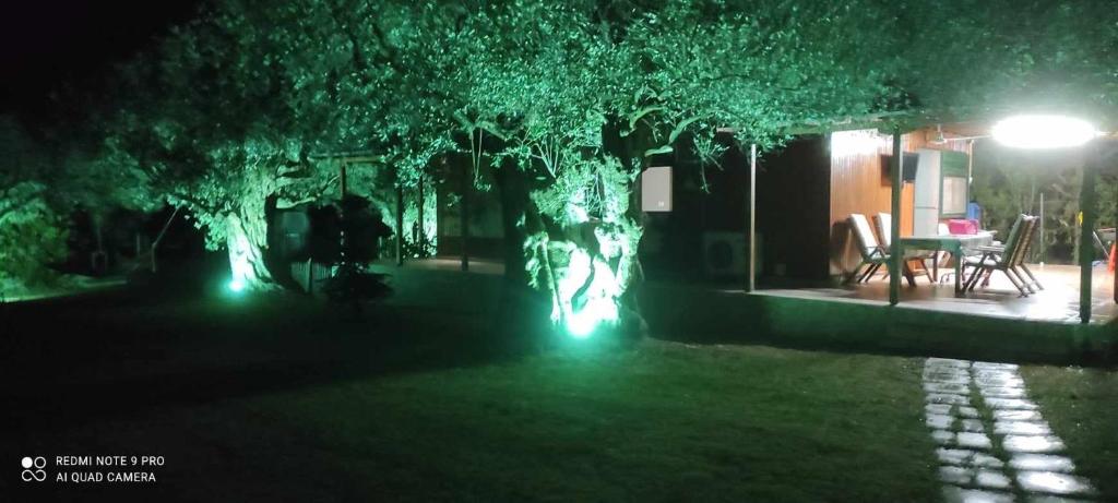 a tree with lights in a yard at night at Bills house in Makri