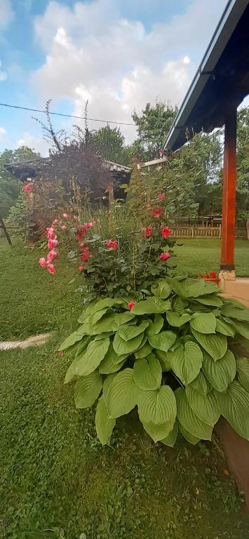 Zahrada ubytování Kuća za odmor Kalina